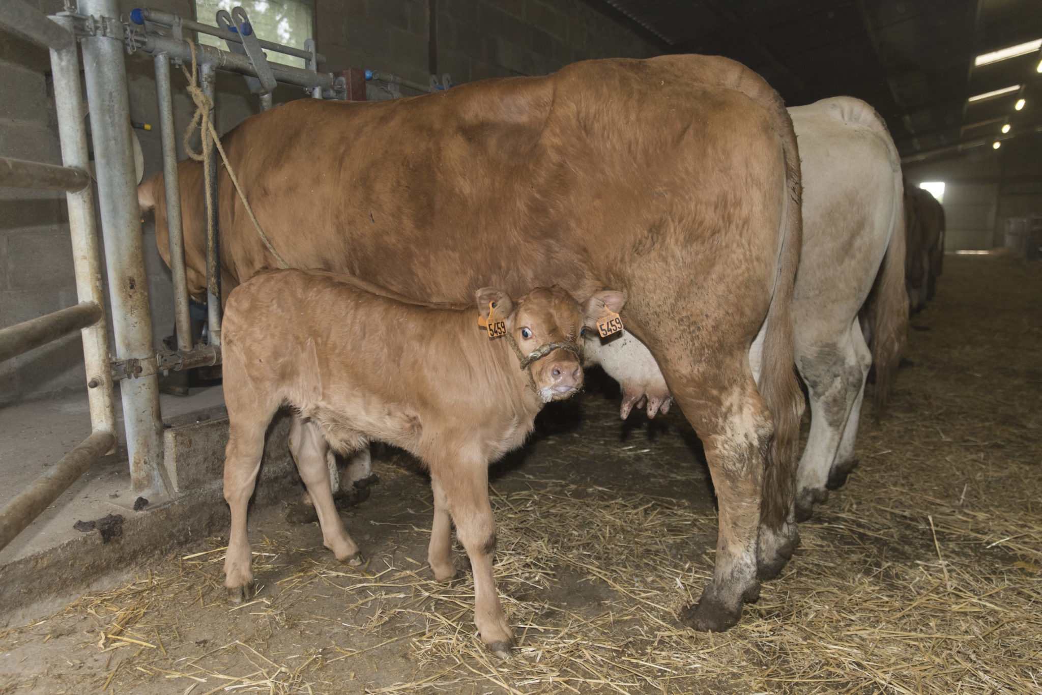Veau sous la mère - Le veau sous la mère est une viande d’exception issue d’un mode d’élevage traditionnel et naturel. Ce veau est nourri exclusivement au lait maternel, deux fois par jour, directement au pis de la mère. Ce type d’élevage garantit une viande de très haute qualité, à la fois claire, tendre, et délicate en goût.

Principalement élevé dans le sud-ouest de la France, notamment dans le Lot, le Cantal ou la Corrèze, le veau sous la mère est souvent associé à un savoir-faire familial transmis de génération en génération, qui met à l'honneur le respect de l’animal, du terroir et du cycle naturel.

C’est une viande particulièrement appréciée des chefs et des amateurs de gastronomie pour sa finesse et sa capacité à sublimer les plats traditionnels comme modernes.